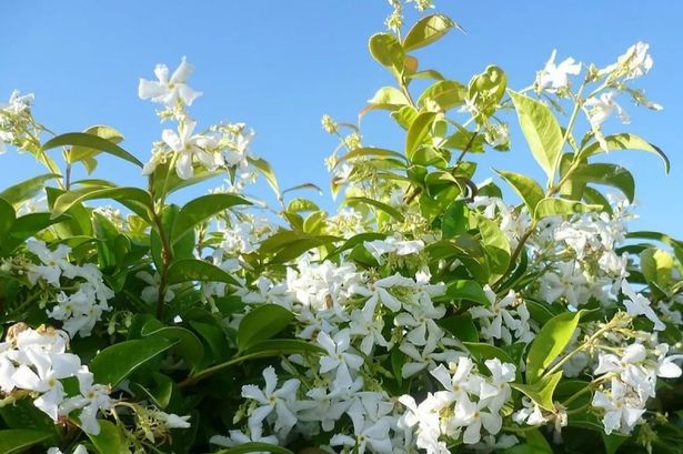 Fragrant Evergreen Star Jasmin