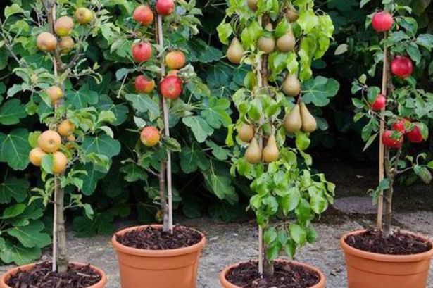 Dwarf Patio PILLAR Fruit Trees Mini Orchard Collection