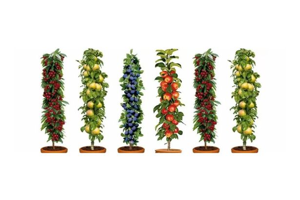 Dwarf Patio PILLAR Fruit Trees Mini Orchard Collection