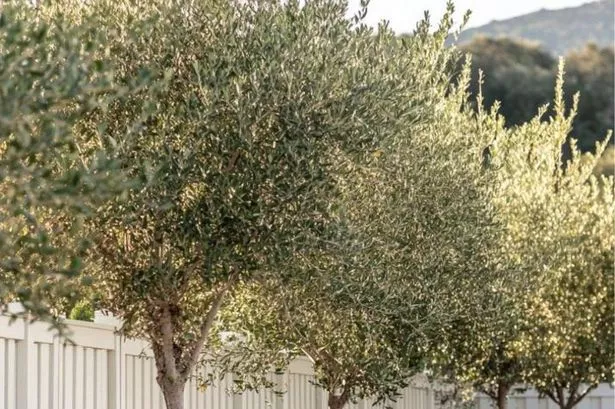 Bring the Mediterranean to your garden with these giant Tuscan olive trees