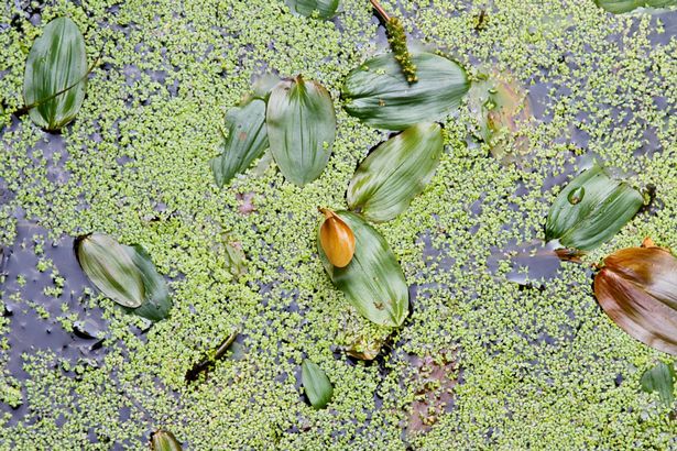 Algae growing on a pond's surface