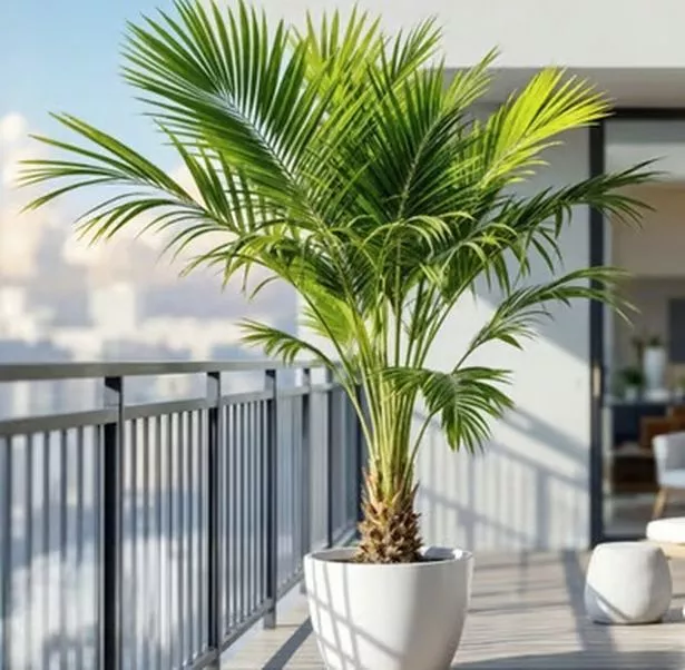 Giant 6-7ft Canary Island Date Palm Tree