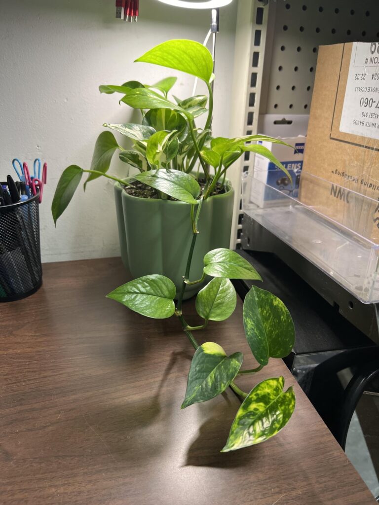 gifted pothos to my manager