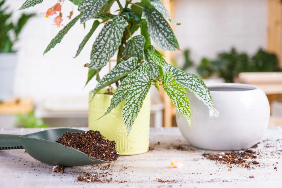 Transplanting a home plant Begonia spotted snow cap into a bigger pot. Inventory layout on the table in the interior, caring for a potted plant
