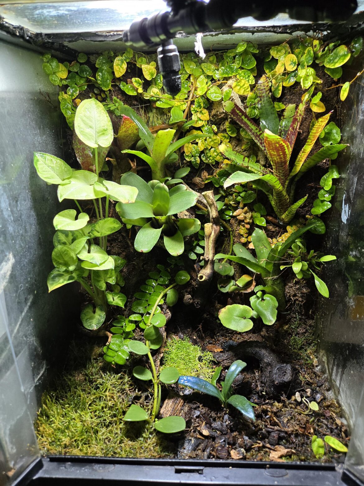 My little 12x12x18 growing in