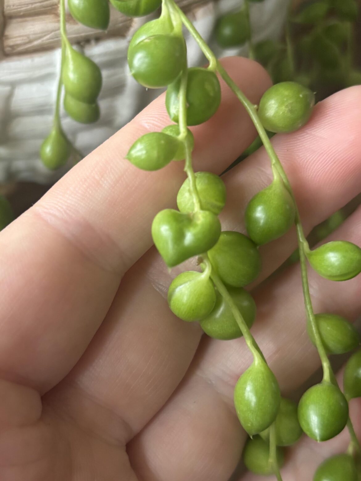 Any idea what caused this mutation(?) and how to propagate it so more grow like this?