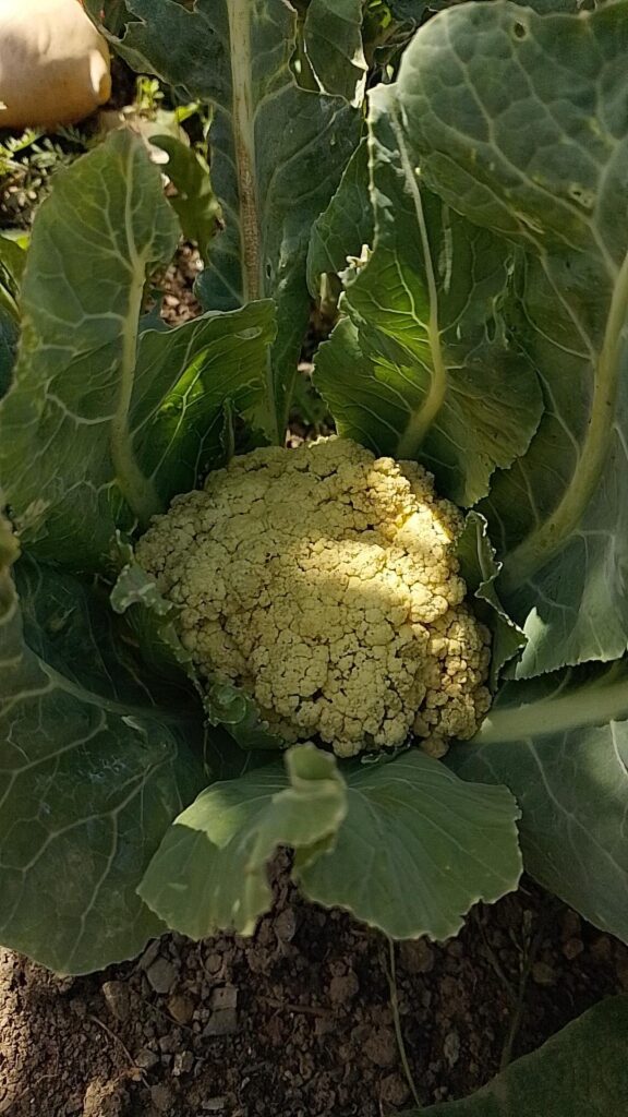 My first cauliflower 🤤
