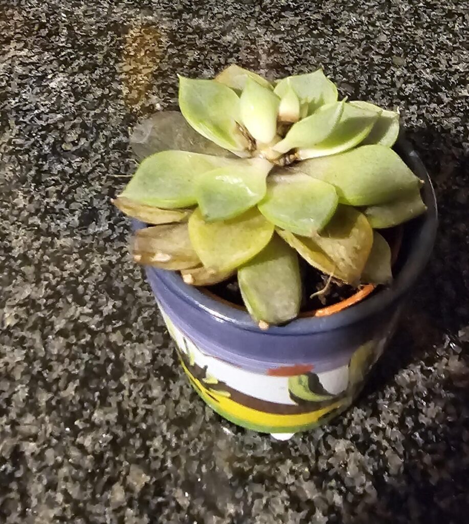 What is killing my succulents? What is killing my succulents?
