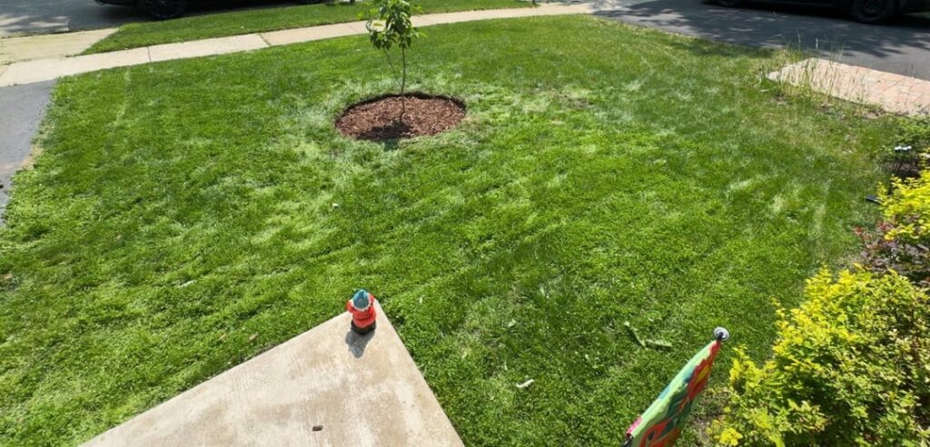 Clover has mixed in well with grass, definitely filled in previous dry spots in the KBG. Clover has mixed in well with grass, definitely filled in previous dry spots in the KBG.