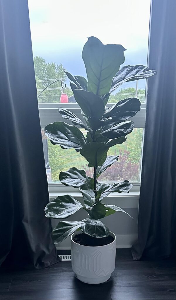 New to fiddleleaf figs