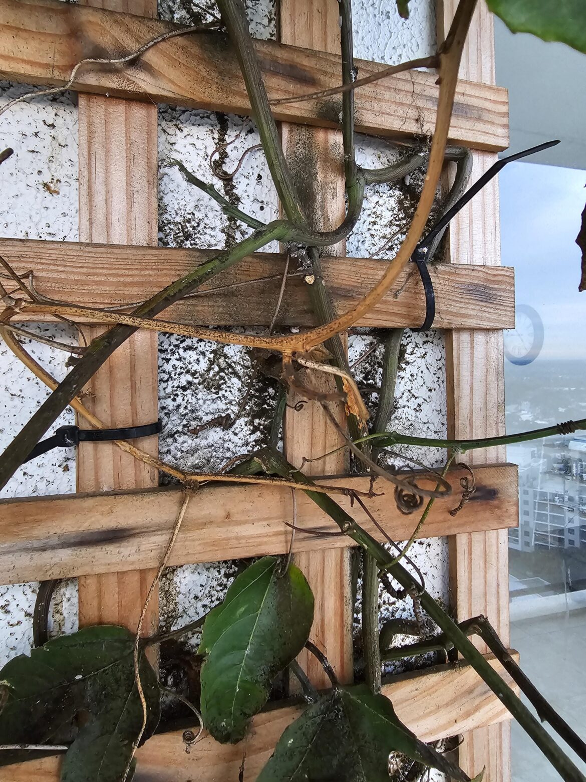 Theres a weird mould growing all over my outdoor plants and wall