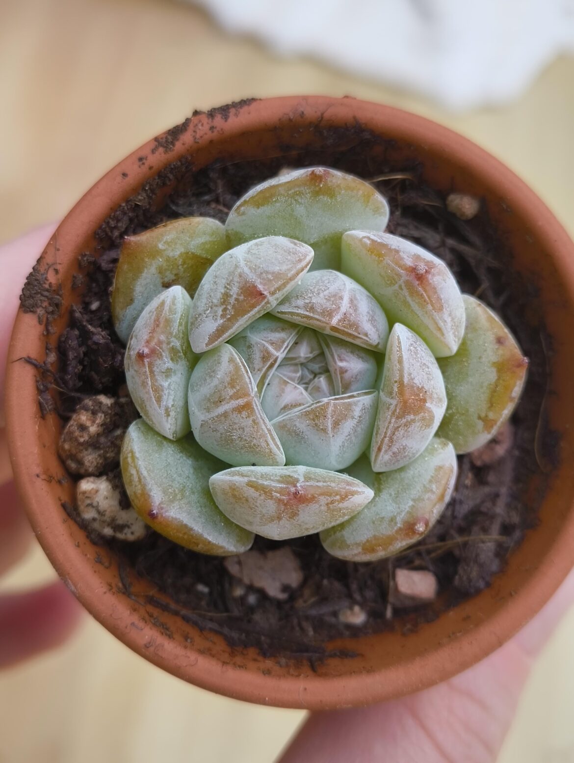 sold to me as echeveria 'sugar heart' -- does anyone know what this is?