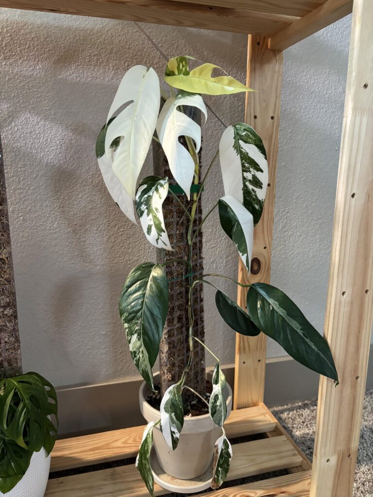What would you do with this plant? What would you do with this plant?