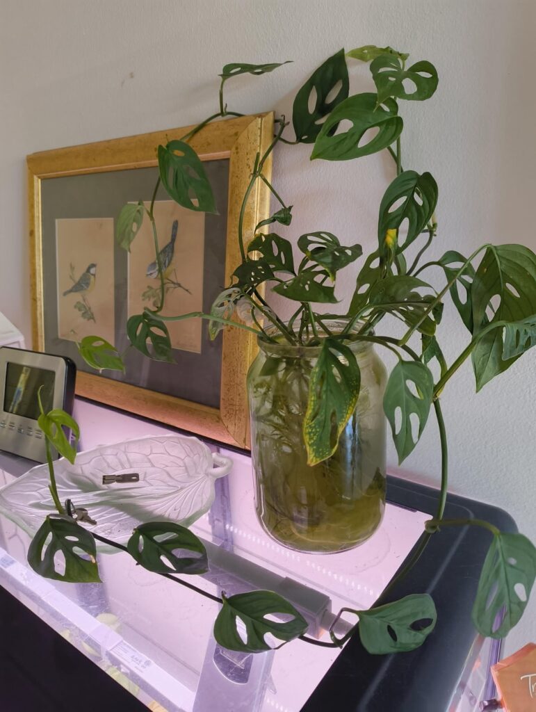 Some of my best propogations so far