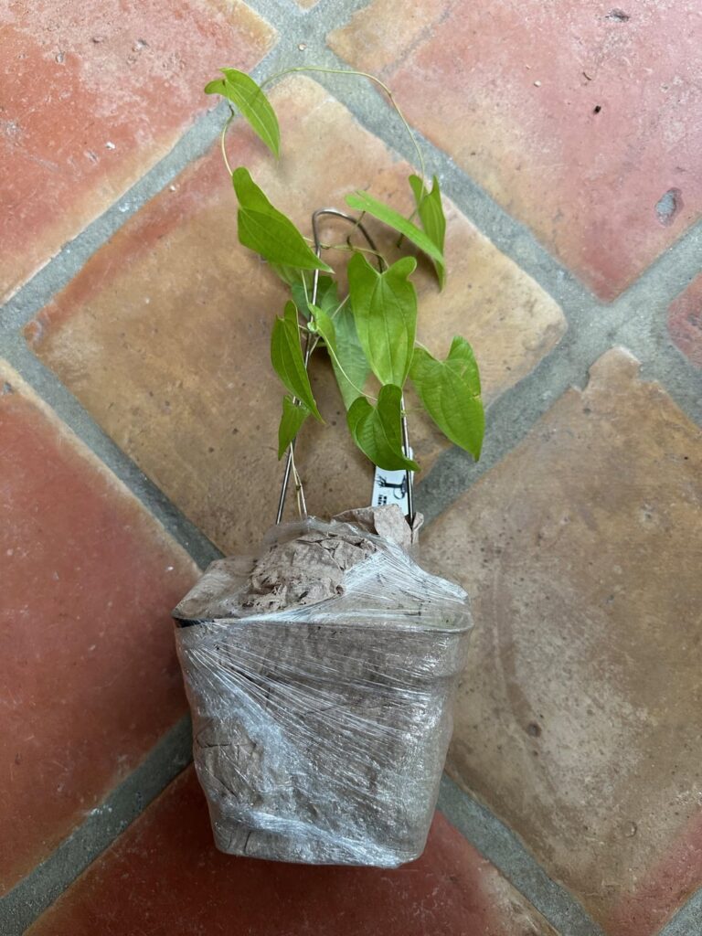 My Dioscorea mexicana seedling from Paradise Found arrived today!