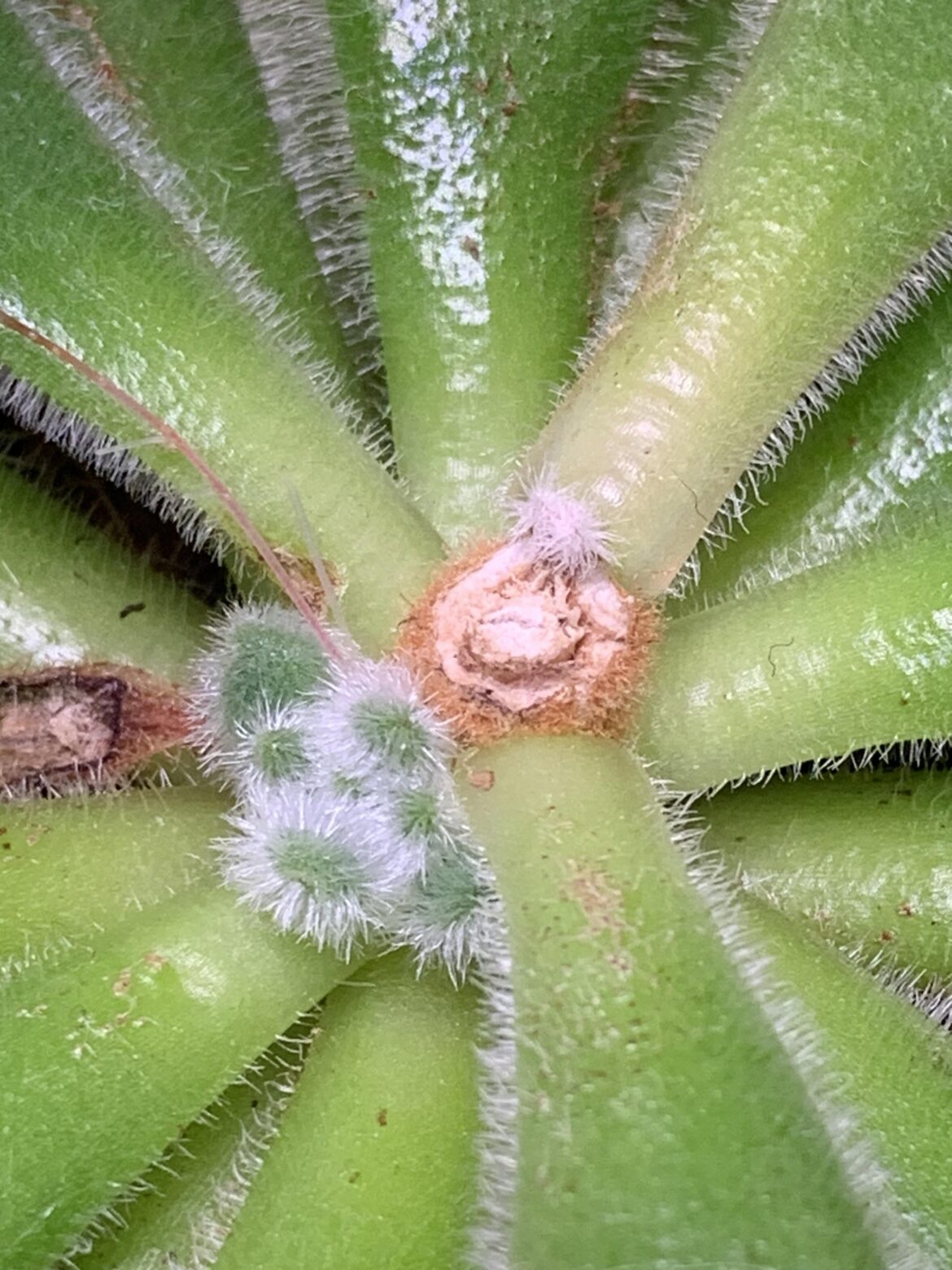 Is the white fuzzy bit at the top side new growth?