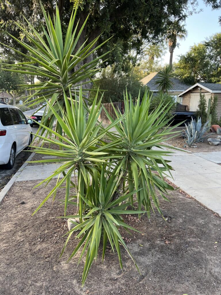 Yucca Aloifolia or Elephantipes?