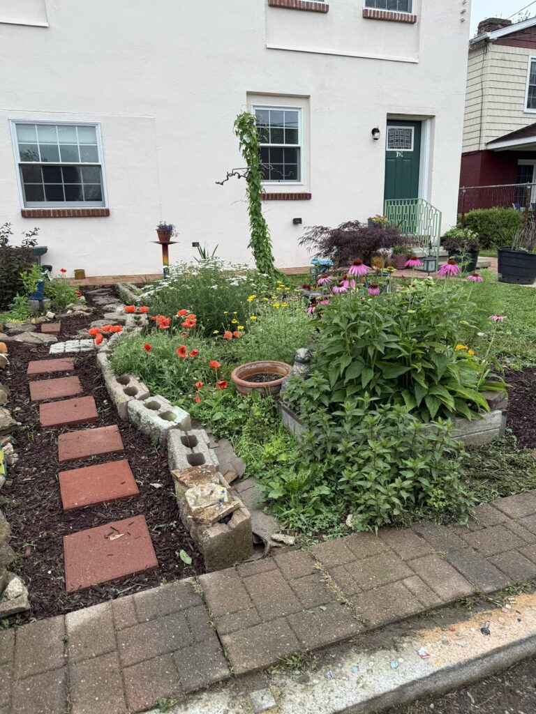 My Non Lawn so far this spring My Non Lawn so far this spring