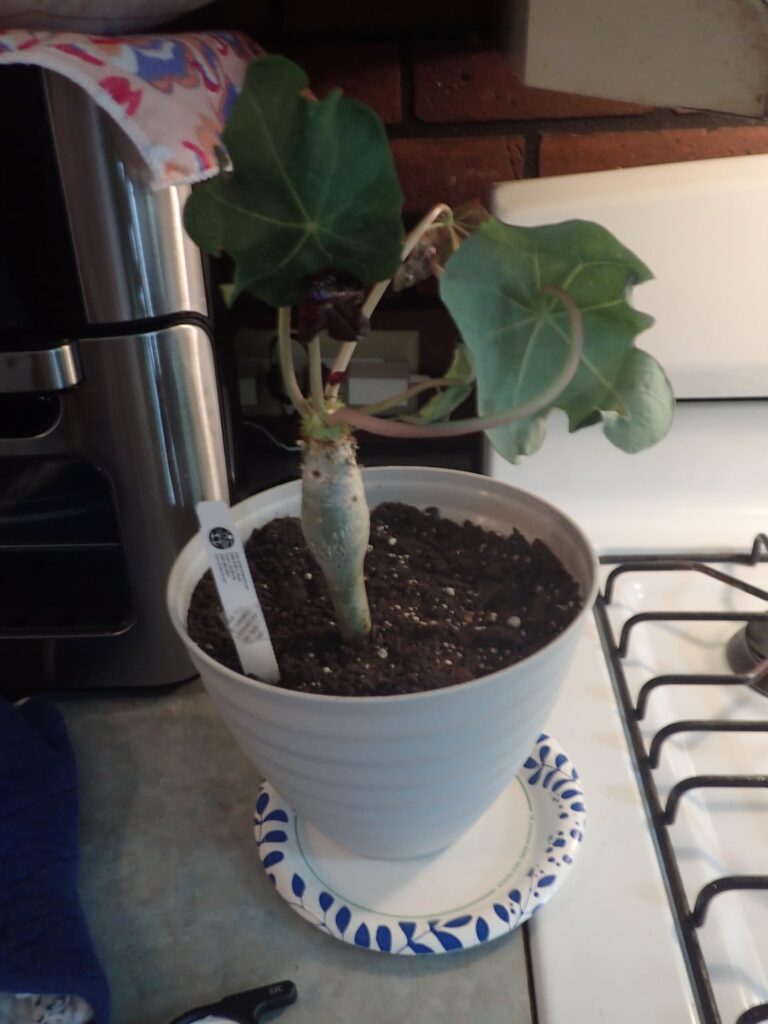 Jatropha podagrica arrived today