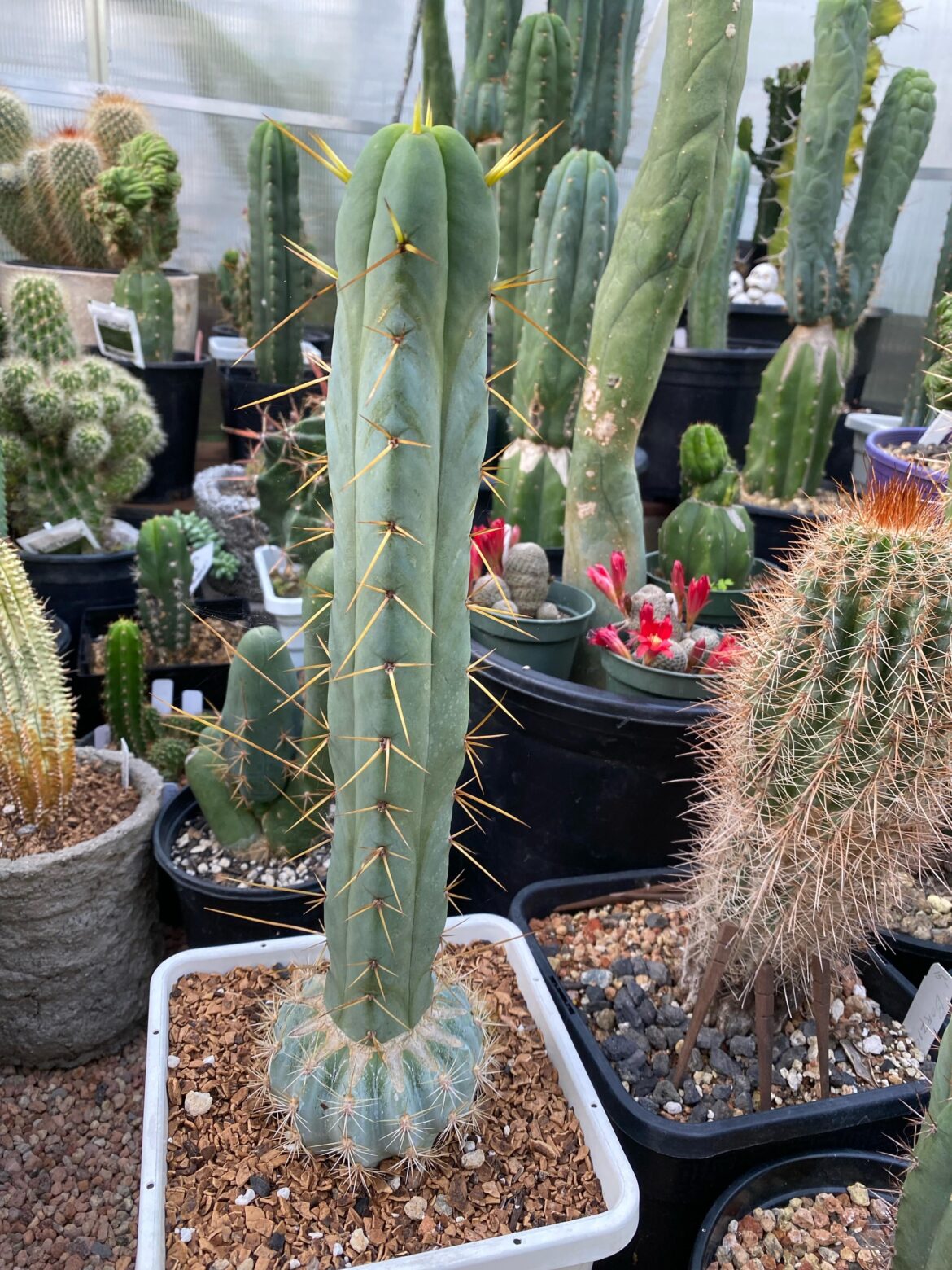 nice blue 4way bridgesii
