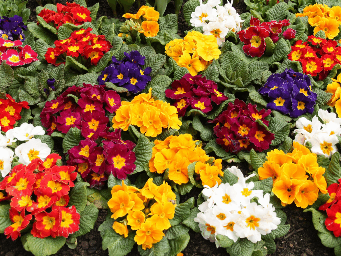 Unique flowers from the hills and where they are found