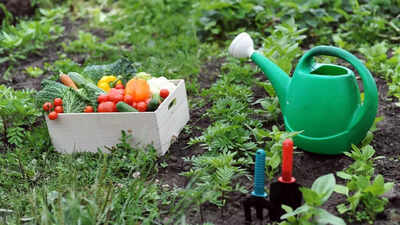 Why monsoon is the best time to start a kitchen garden