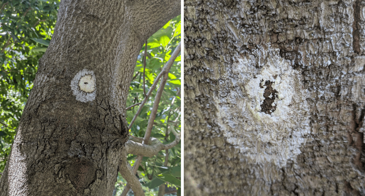 Aussie gardening photos highlight tiny sign trees are riddled with invasive species Aussie gardening photos highlight tiny sign trees are riddled with invasive species