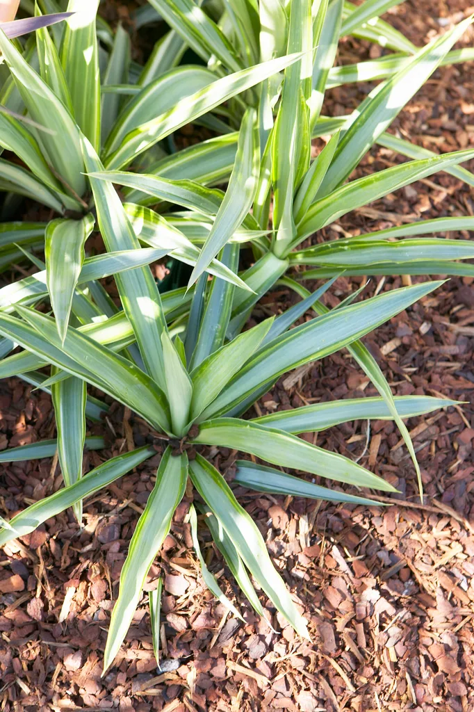 Garden with mulch