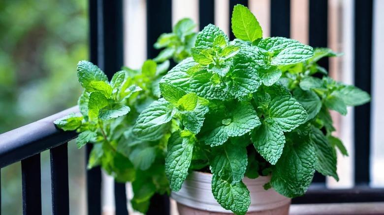 Fresh mint growing in a terracotta pot on a balcony