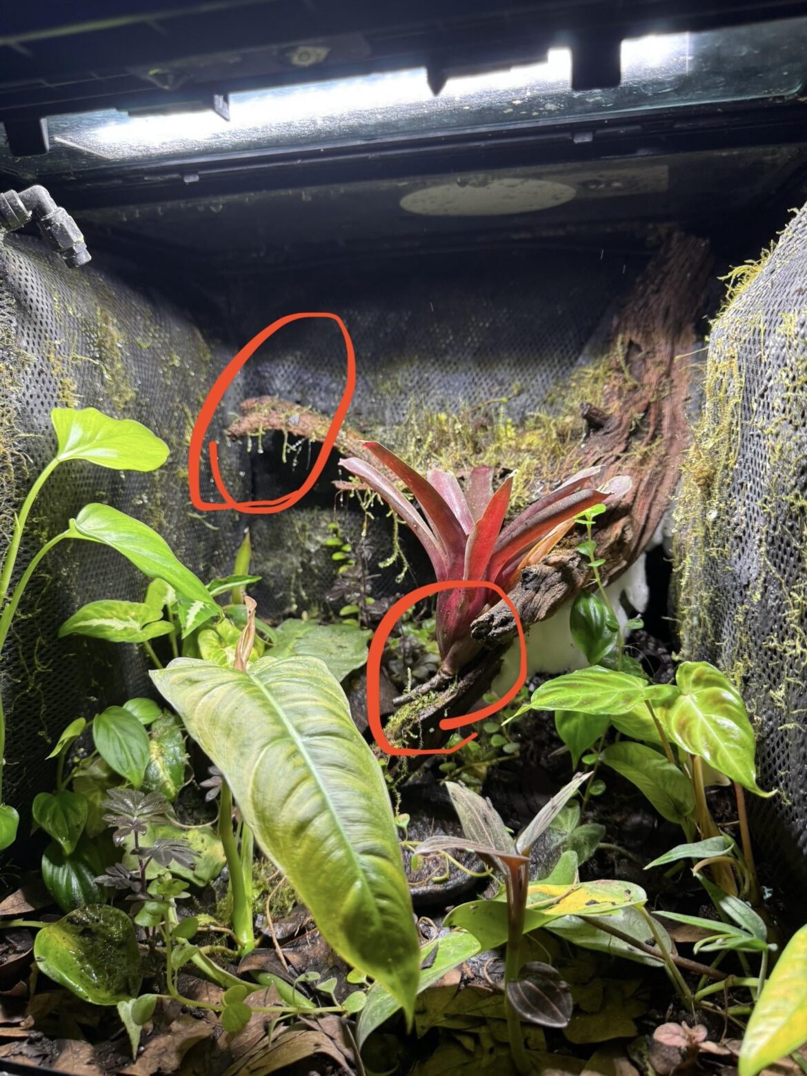 How to add and secure bromeliads?!?