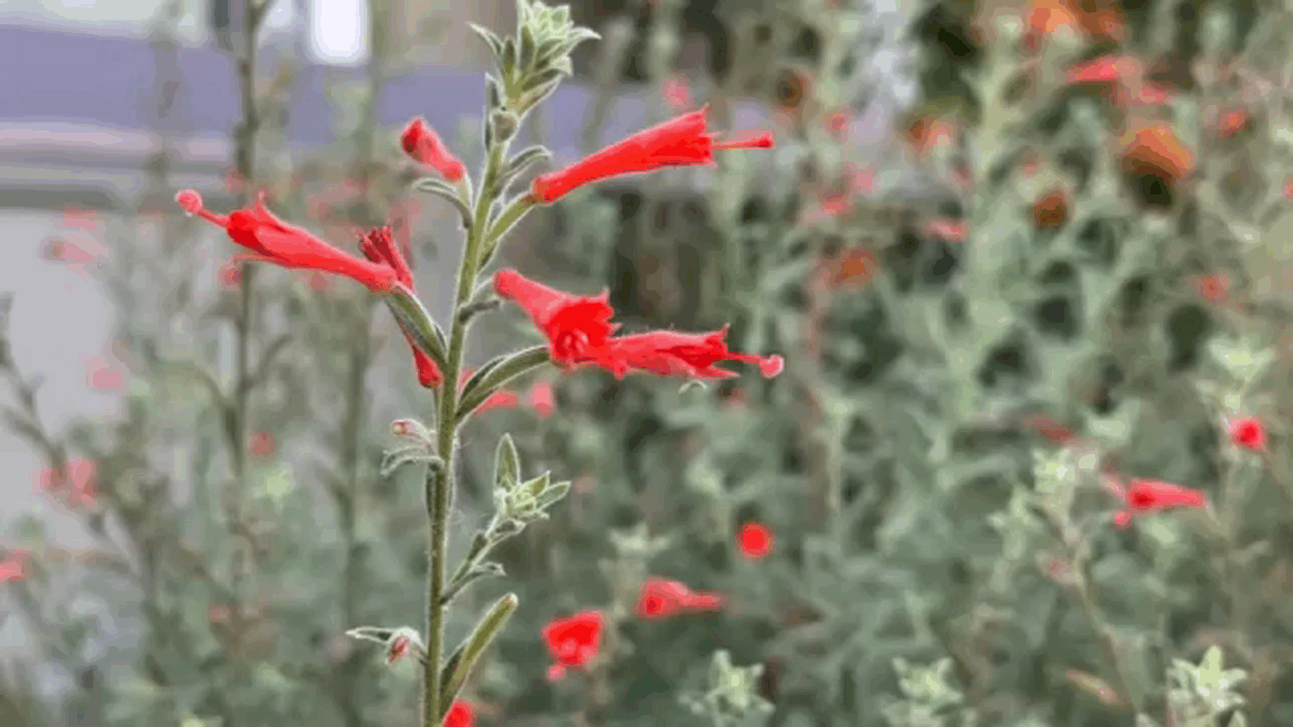 Fresno offers Up to $3,000 for lawn-to-garden conversions in new rebate program to promote water conservation