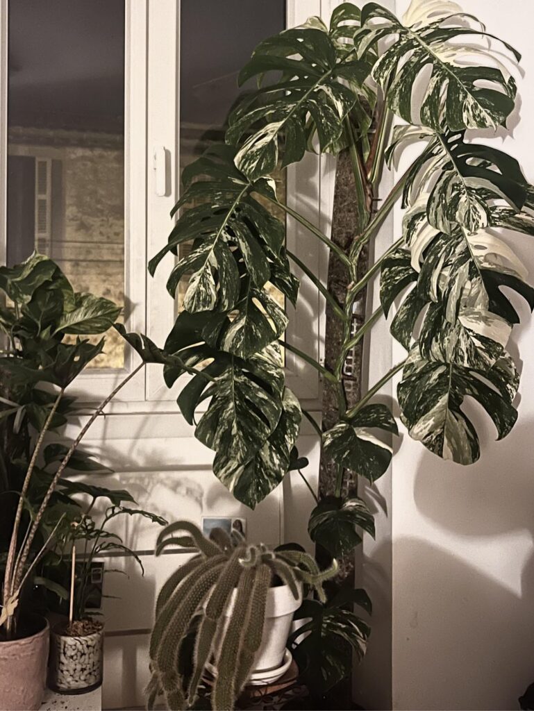 I think that tomorrow’s the big day! ✂️🌱 I think that tomorrow’s the big day! ✂️🌱