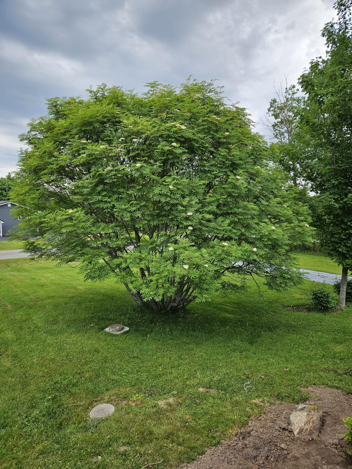 Mountain Ash help!