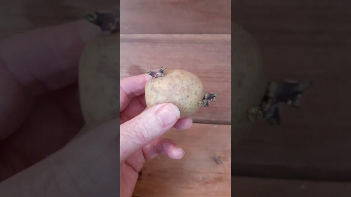 How To Chit Potatoes Fast - Sprouting Potatoes #sustainablegardening #vegetablegardening