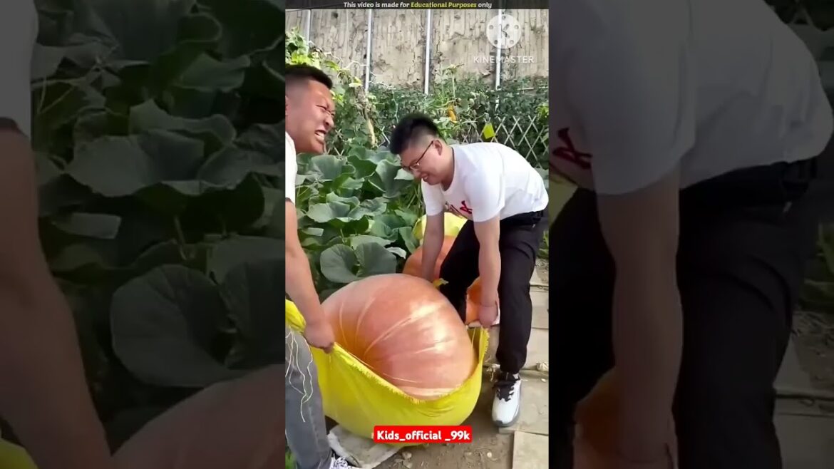 Unbelievable japanese plantation method # #facts #experiements #shorts Unbelievable japanese plantation method # #facts #experiements #shorts