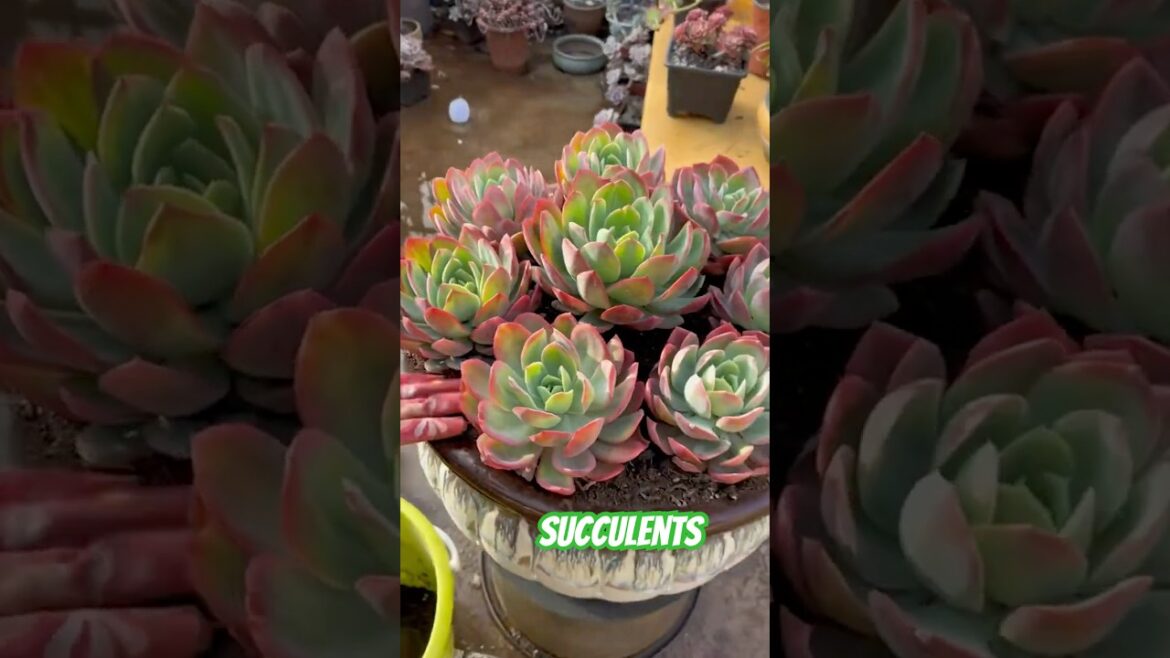 How To Make A Stunning Succulent Arrangement & Plant Garden Ideas