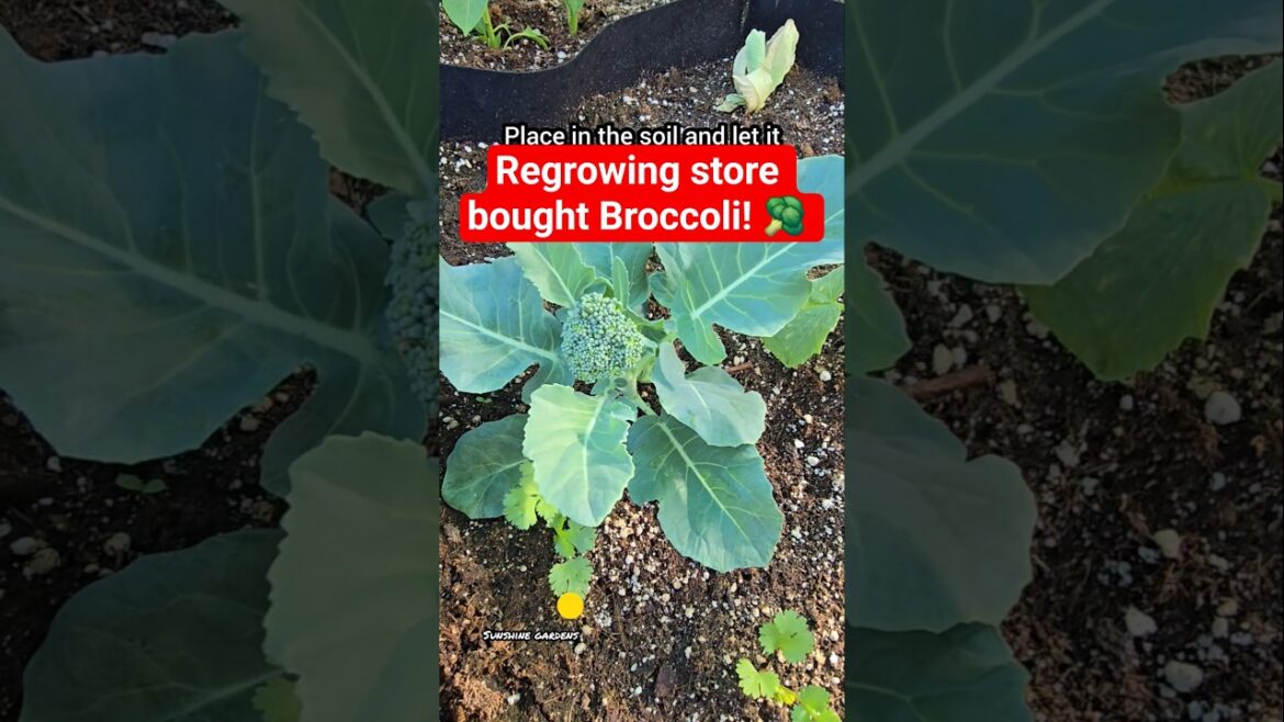 Regrowing store bought Broccoli! #broccoli #vegetables #garden #gardentips