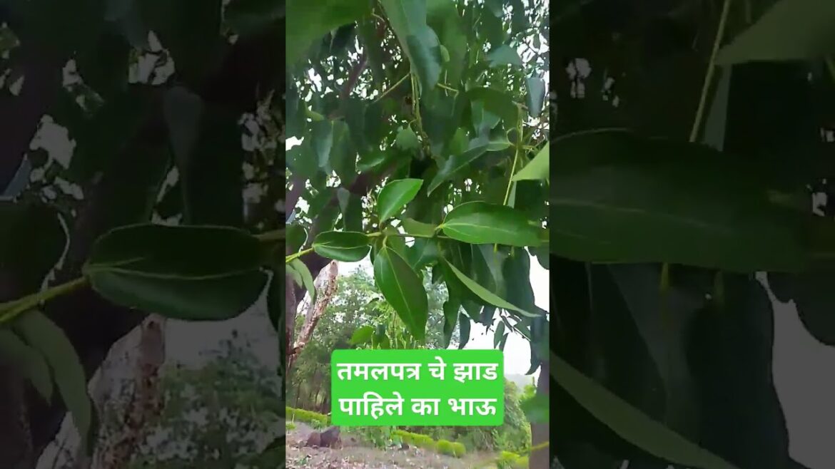 तमलपत्र चे झाड पाहिले का भाऊ@JankiMohod #viralshort #tejpatta #spices #masalakitchen #farming