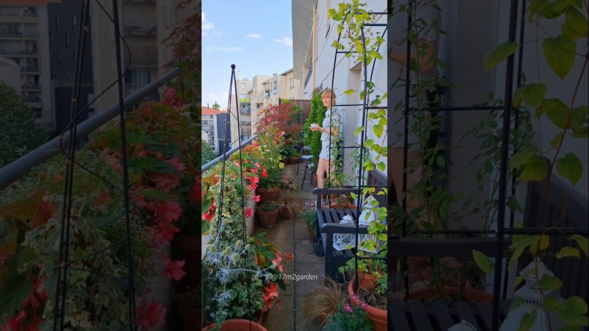 My Balcony Garden In 2024 #containergardening #balconygarden #shadegarden My Balcony Garden In 2024 #containergardening #balconygarden #shadegarden