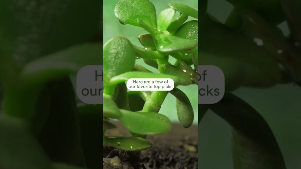 Golden State Gardening: Unlocking California's Best Edible Plants and Fruit Trees!