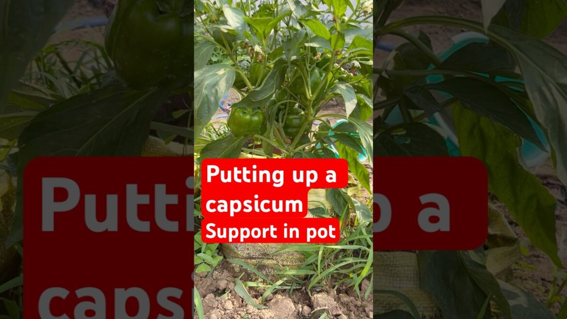 Putting up a capsicum support in pot #short #shortsfeed #vegetablegardening #capsicum #kitchengarden