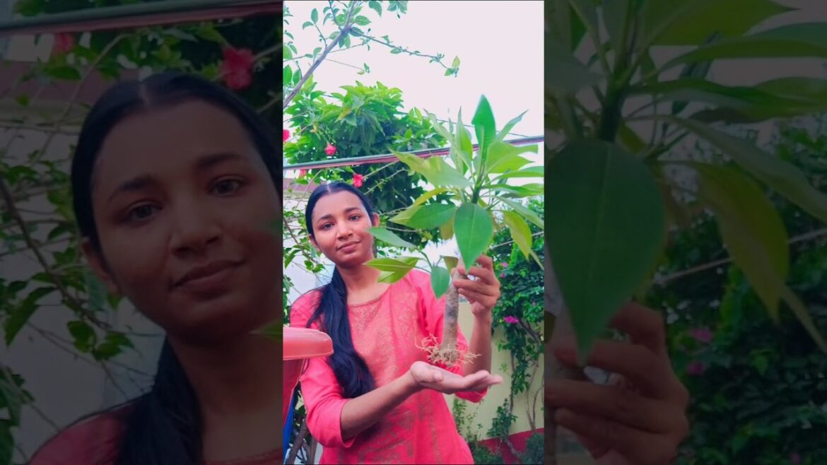 কাঠগোলাপ গাছ টার একি অবস্থা?#plants  #gardening#gardeningtips