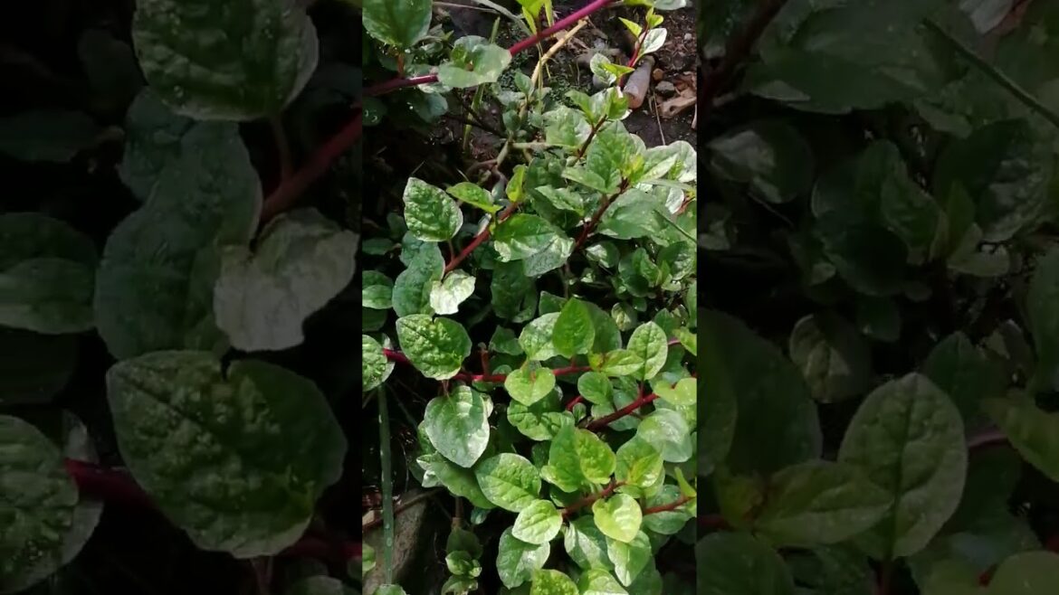 alogbati #youtubeshorts #nature #asmr #food #plants #organic #organicfarming #backyard #garden