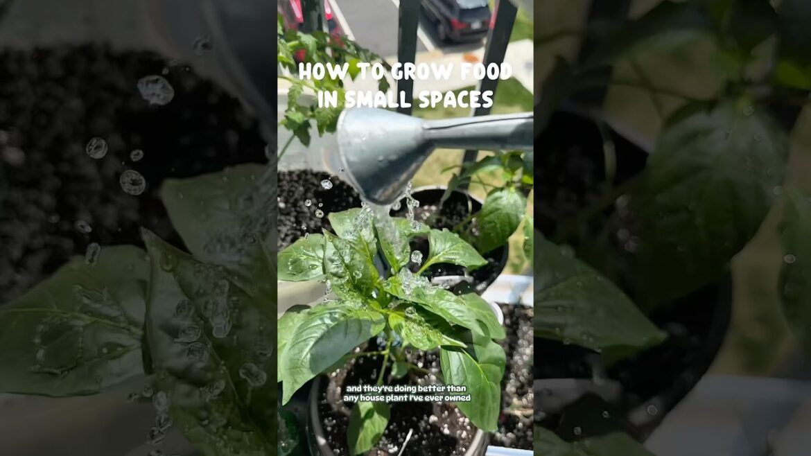 Container gardening=low pressure, high reward🌿 Are you starting one this year? #vegetablegardening Container gardening=low pressure, high reward🌿 Are you starting one this year? #vegetablegardening