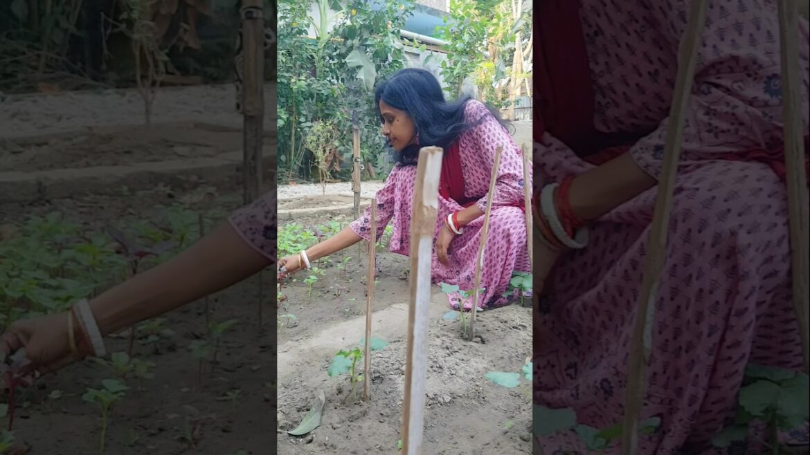 में गार्डन शुरू किया की नहीं ये तो जगह बनाने चली आई। #dailyshorts #minivlog