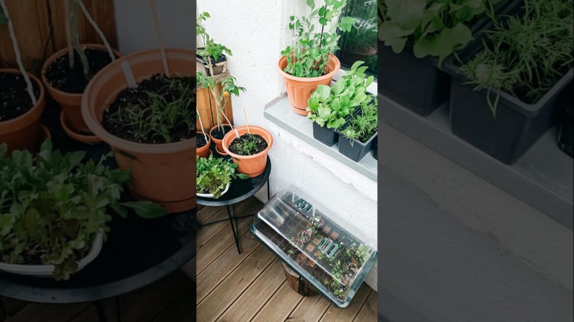 Real Veggies Without Eviction Papers! 😂 Apartment Vegetable Gardening System FIX!