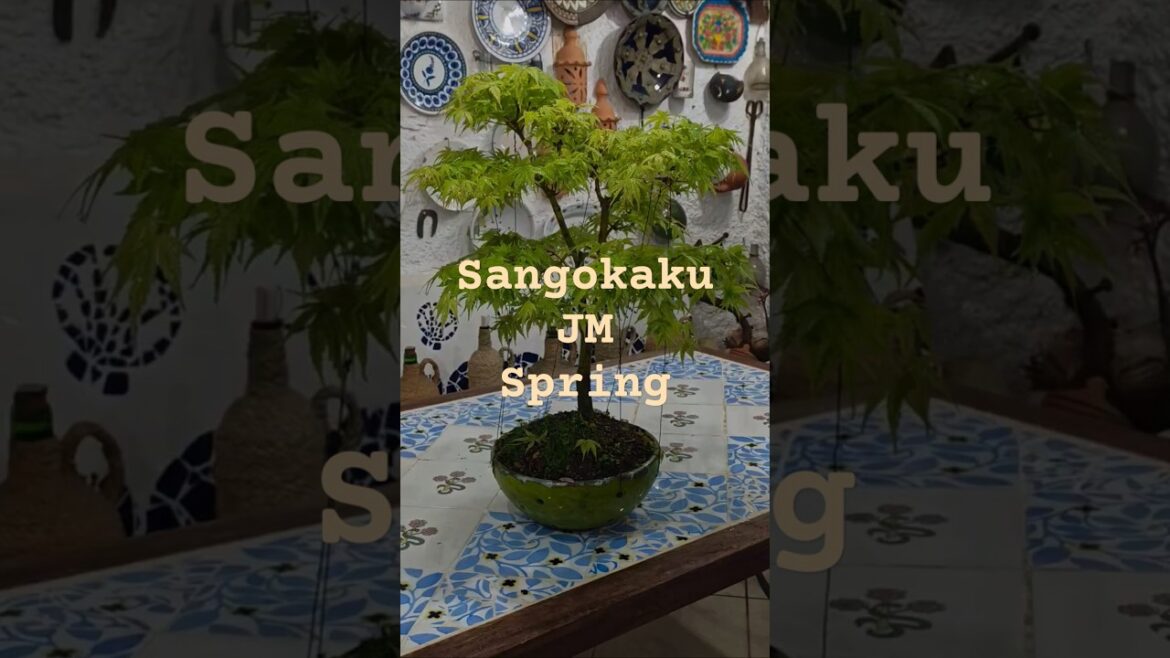 japanesemaples#bonsai#spring#plants#garden#nature#backyard#watering