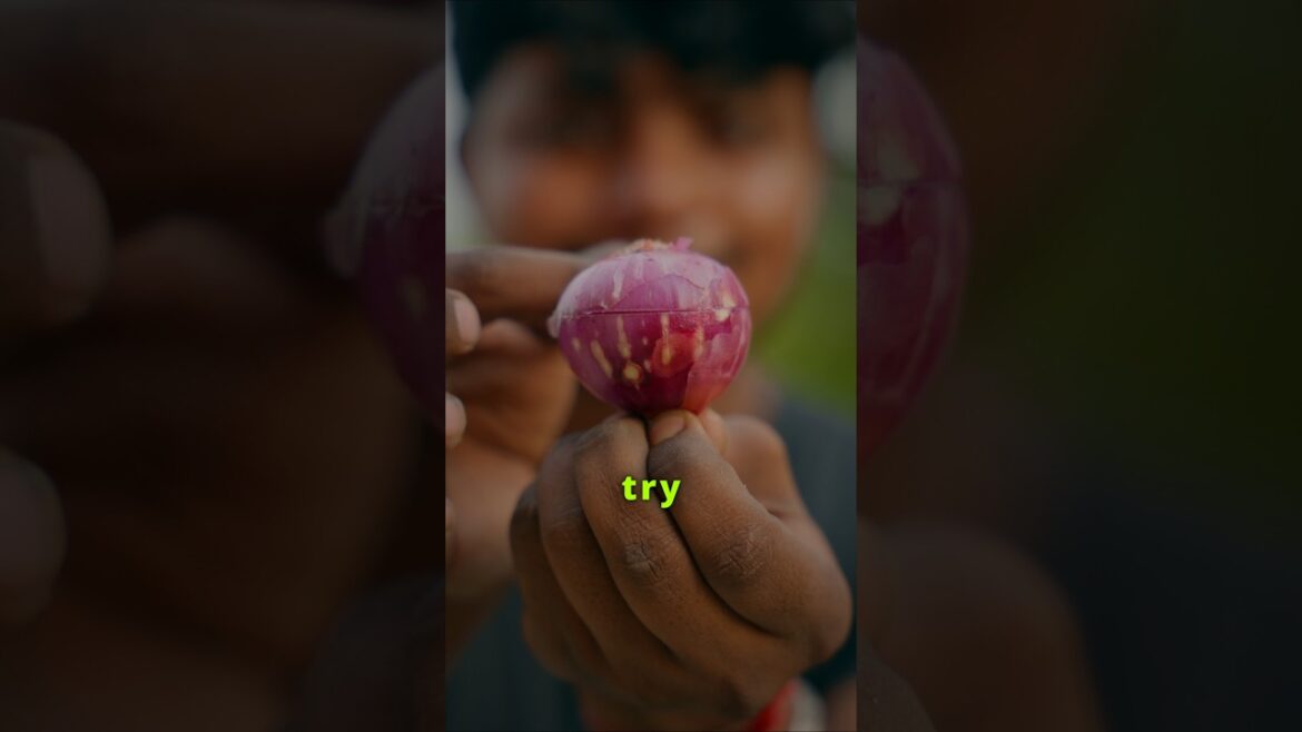 Growing 12 onions from 1 onion #onions