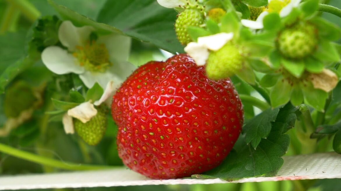 Pro-gardener's growing tips #1: Easy strawberries to pick #gardeningtips #gardeningtipsandtricks