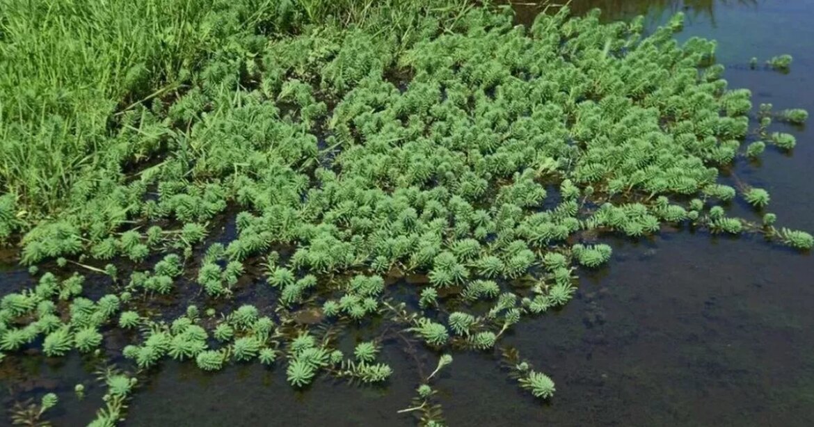 Experts warn against growing popular plant banned from sale as gardeners urged to ‘bin it’ Ipso logo